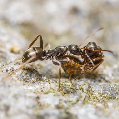 Dusky Ant photo 3