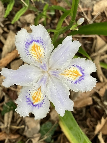 Iris japonica