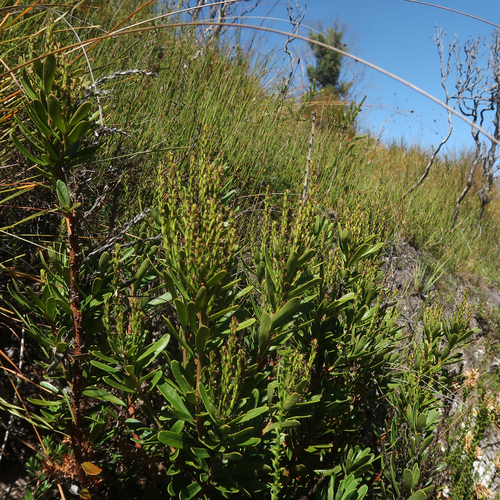 Image of White Waratah (Agastachys odorata) by no rights reserved