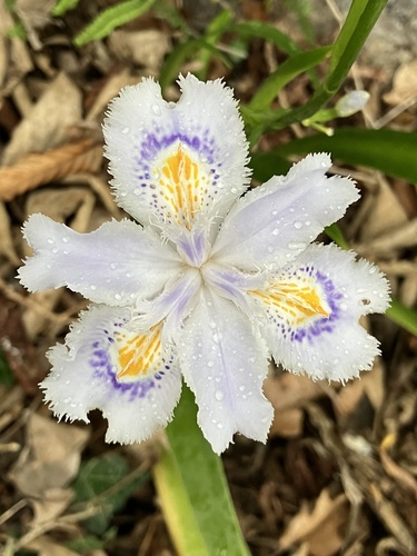 Iris japonica