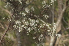 Hakea teretifolia