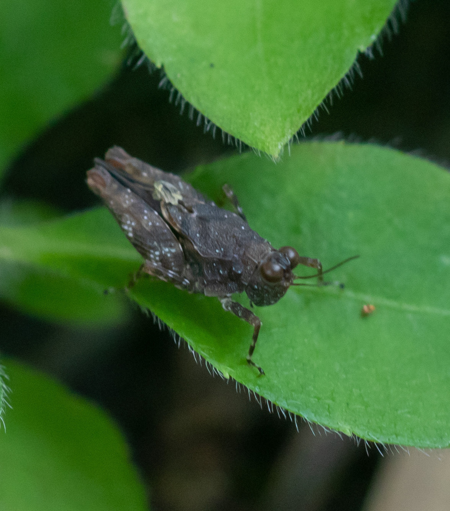 Loxilobus willemsei