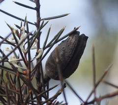 Hakea teretifolia