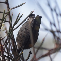 Hakea teretifolia