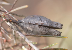 Hakea teretifolia