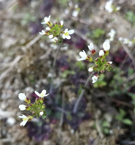 arábkovka Thalova (Arabidopsis thaliana)