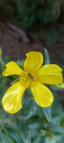 Ranunculus cortusifolius image