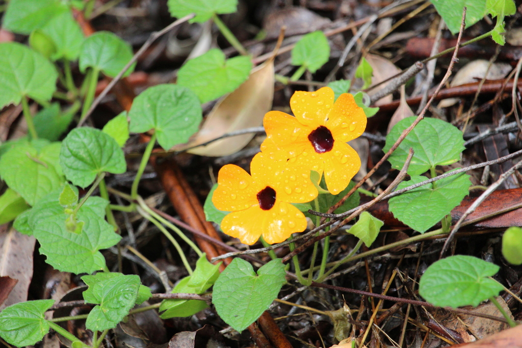 Blackeyed Susan vine from Highfields QLD 4352, Australia on March 21