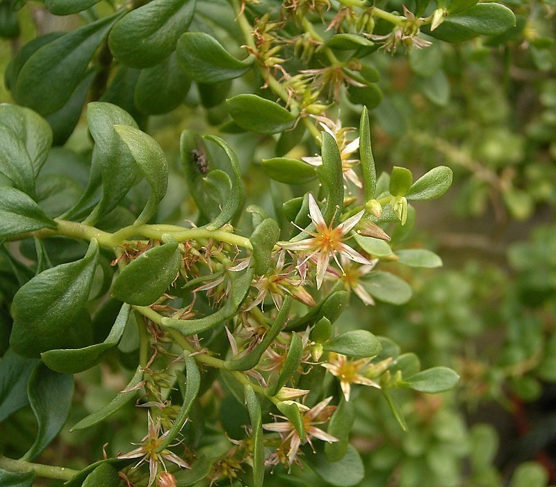 siempreviva copalito (Tlalmanalco y su Biota) · iNaturalist