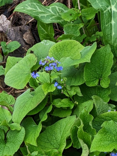 Brunnera macrophylla