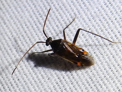 Eustictus