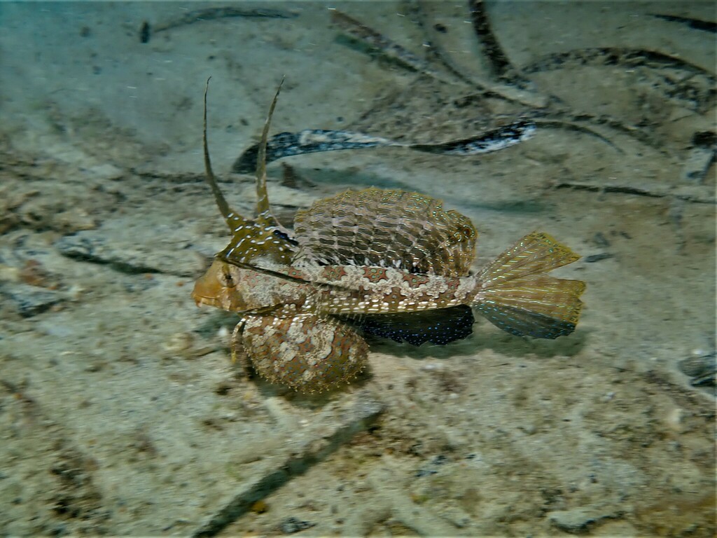 Finger dragonet (Dactylopus dactylopus) — Callionymidae