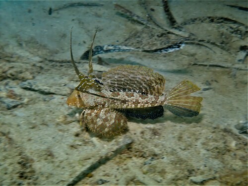 Finger dragonet (Dactylopus dactylopus) — Callionymidae