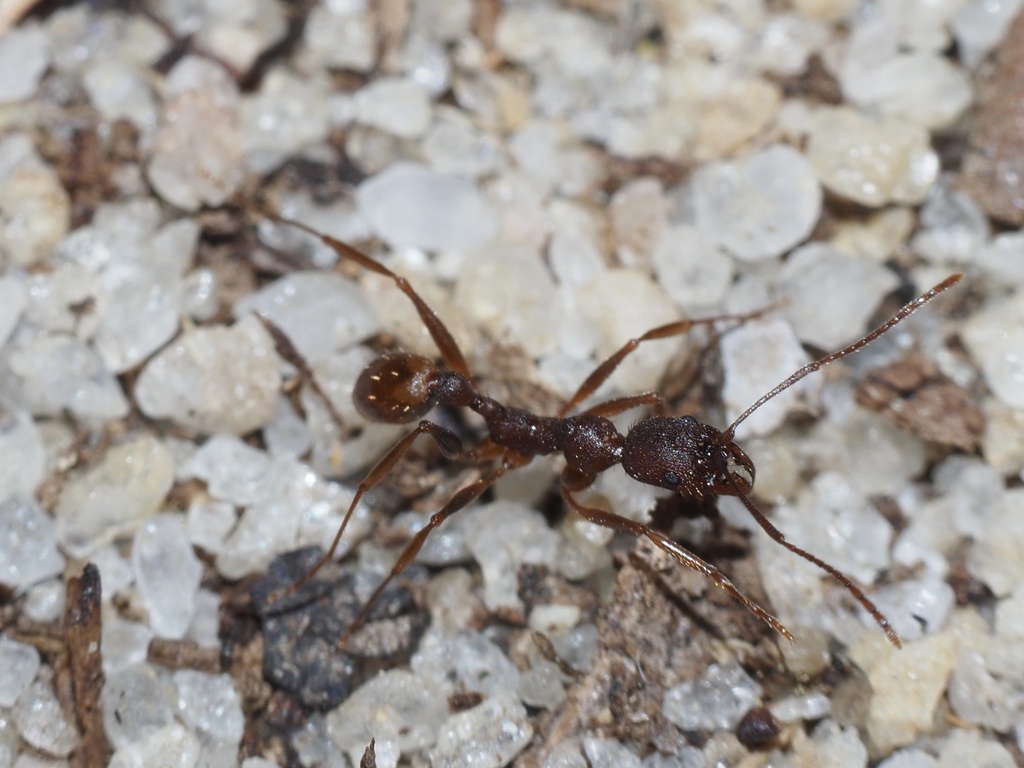 Ashmead's Collared Ant