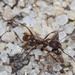 Ashmead's Collared Ant - Photo (c) Eric Blomberg, some rights reserved (CC BY-NC), uploaded by Eric Blomberg