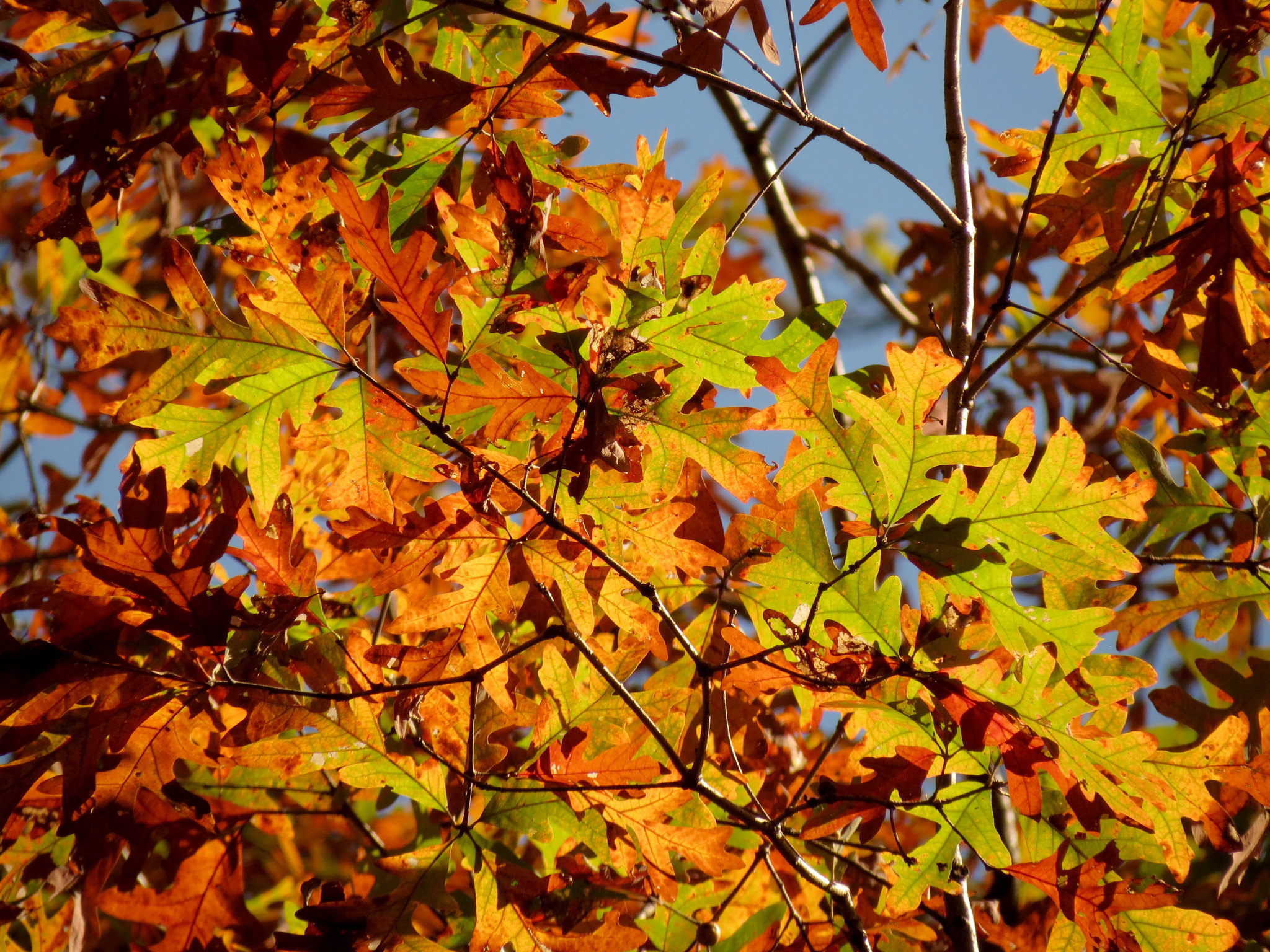 Amerikanische Weiß-Eiche (Quercus alba): Herkunft und Verwendung — foto 3