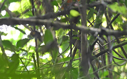 Recurve-billed Bushbird (Clytoctantes alixii), photo 3