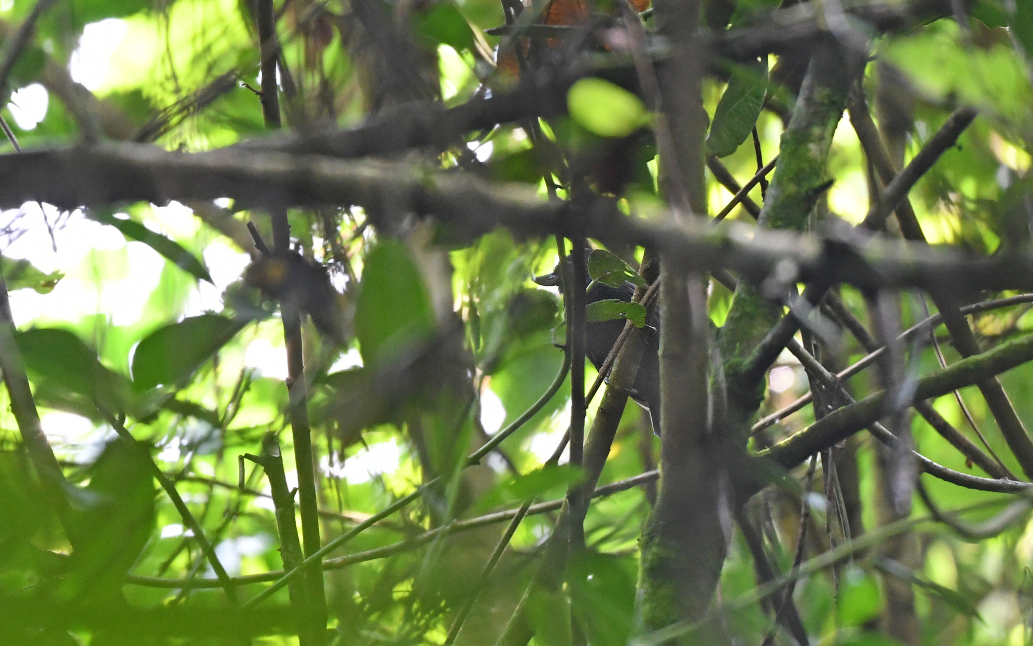 Recurve-billed Bushbird (Clytoctantes alixii), photo 1