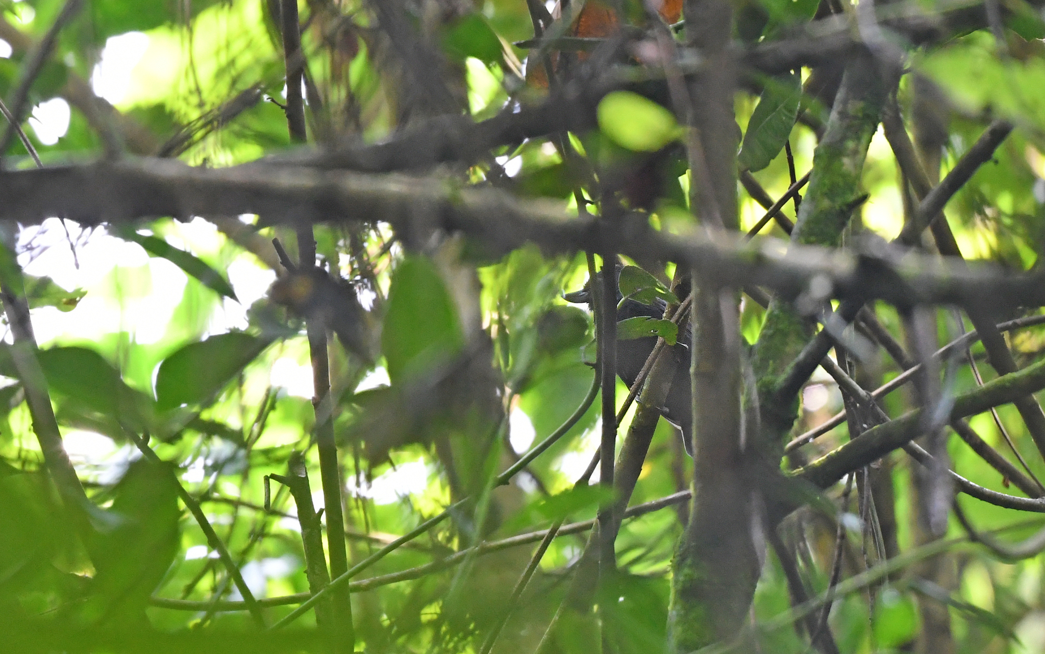 Recurve-billed Bushbird (Clytoctantes alixii), photo 2