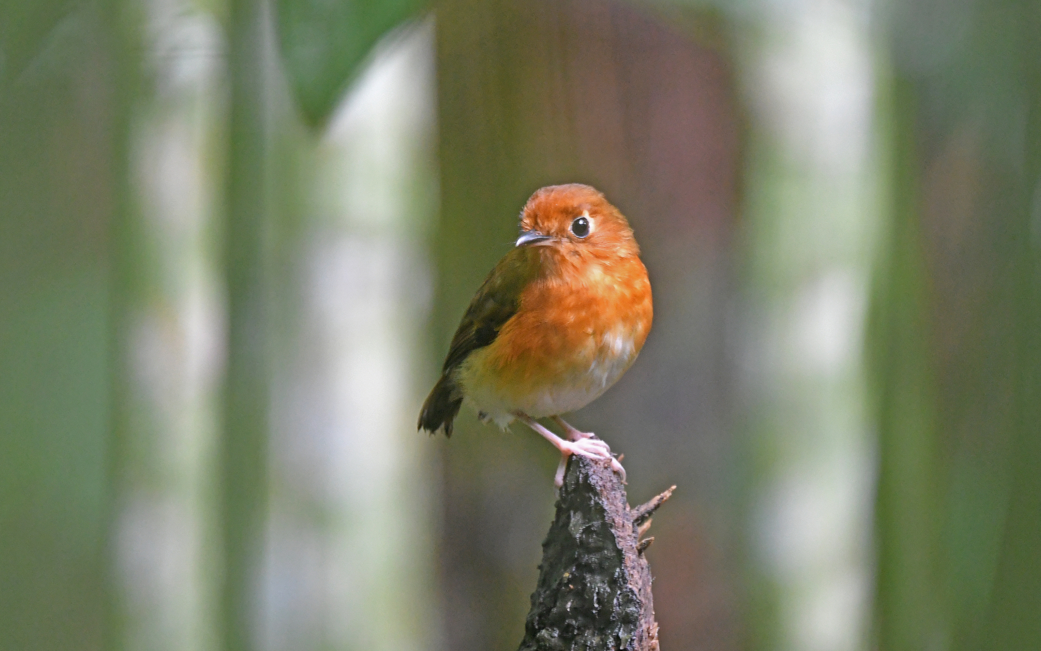 Rusty-breasted Antpitta (Grallaricula ferrugineipectus), photo 7