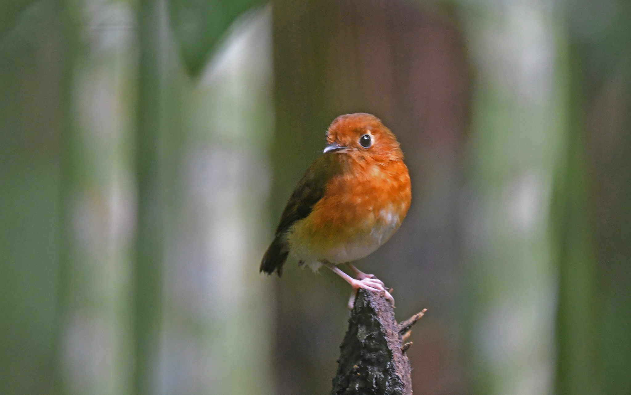 Rusty-breasted Antpitta (Grallaricula ferrugineipectus), photo 8