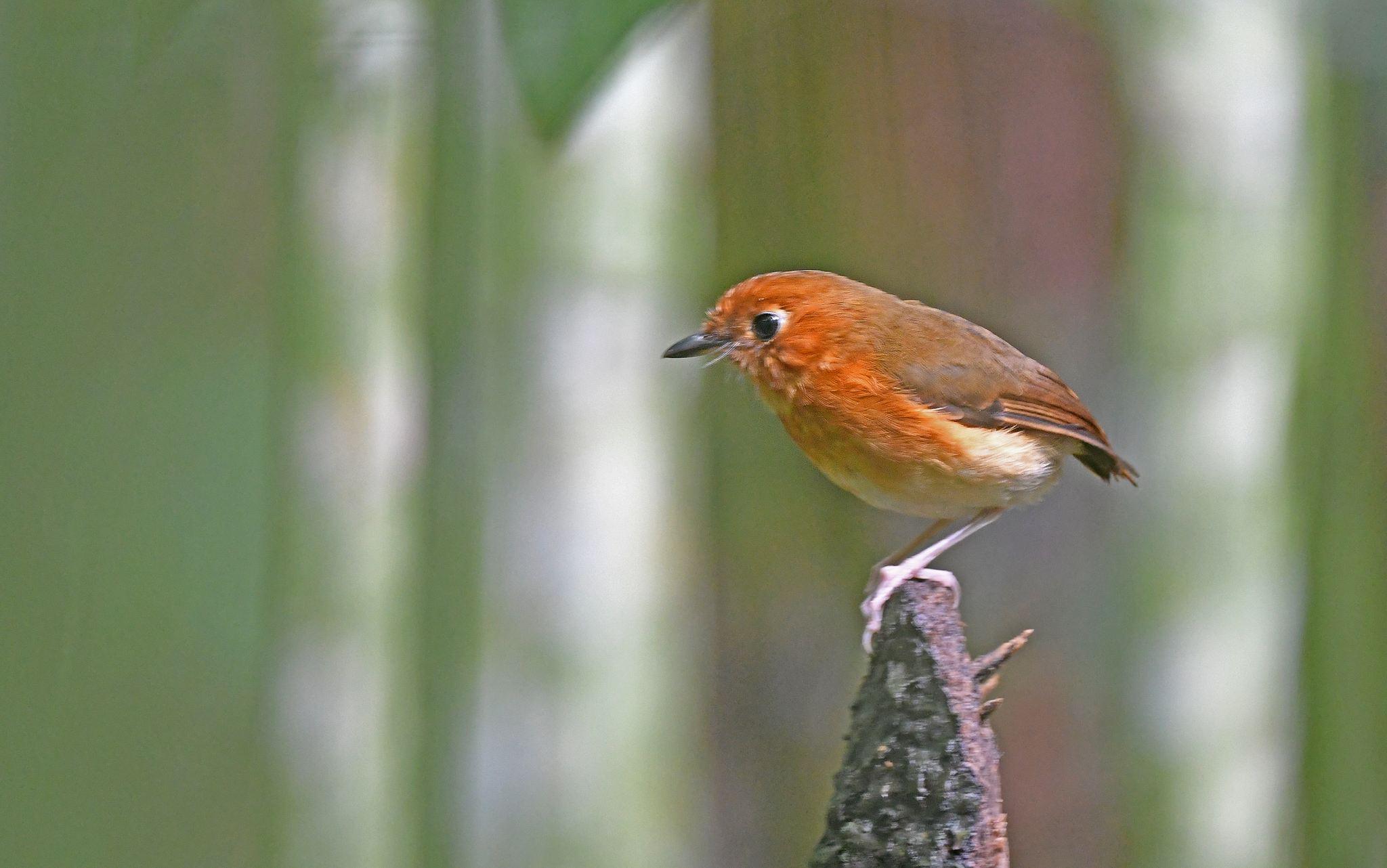 Rusty-breasted Antpitta (Grallaricula ferrugineipectus), photo 9