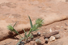 Eremopyrum orientale image