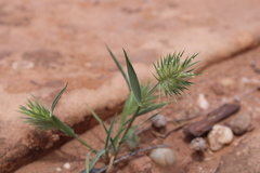 Eremopyrum orientale image