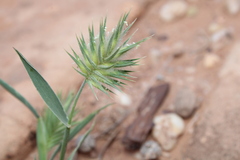 Eremopyrum orientale image