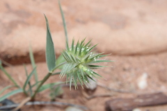 Eremopyrum orientale image