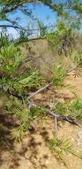 Bursera galeottiana