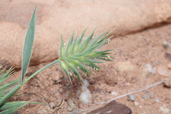 Eremopyrum orientale image