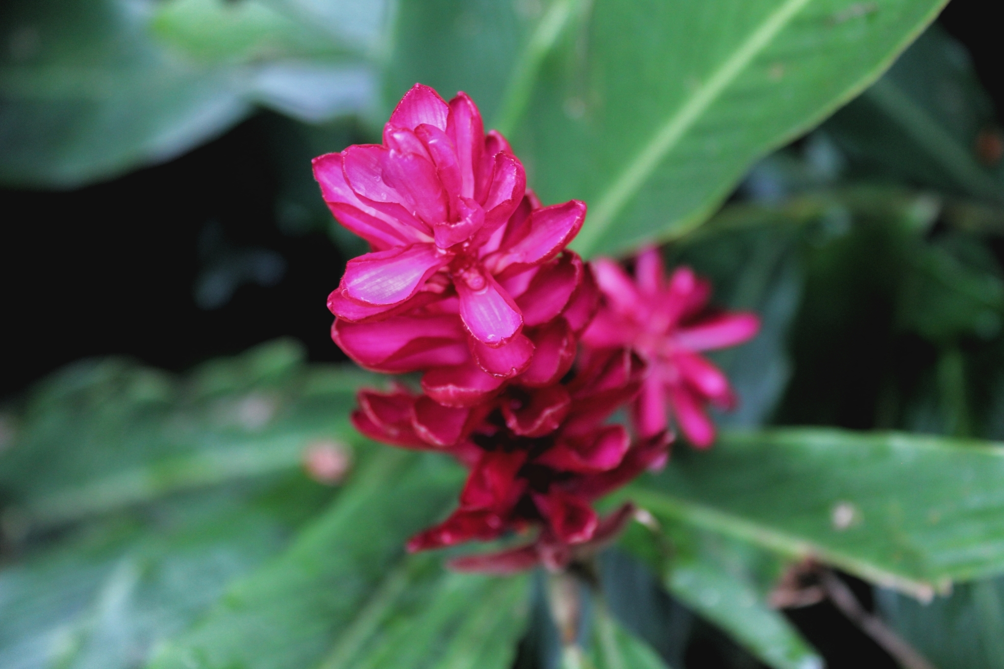 Alpinia purpurata