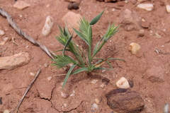 Eremopyrum orientale image