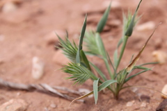 Eremopyrum orientale image