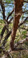 Bursera galeottiana