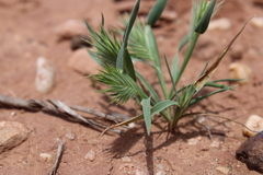 Eremopyrum orientale image