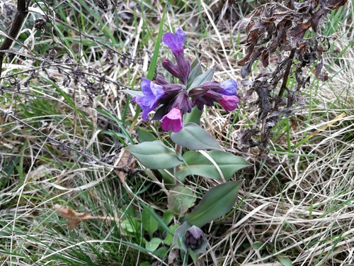 pľúcnik najmäkší (Pulmonaria mollis)