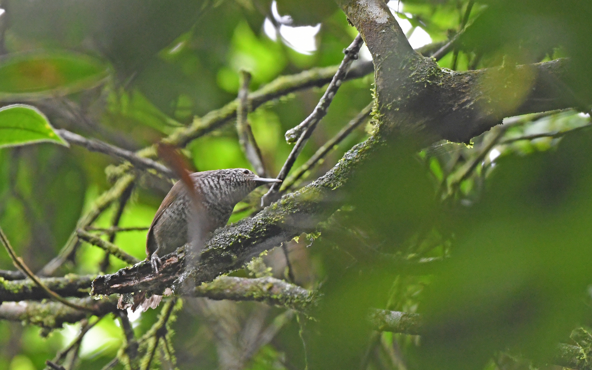 Speckle-breasted Wren (Pheugopedius sclateri), photo 10