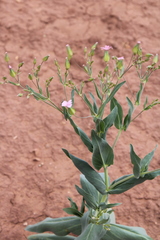 Gypsophila vaccaria image