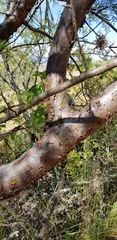 Bursera galeottiana