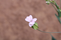 Gypsophila vaccaria image