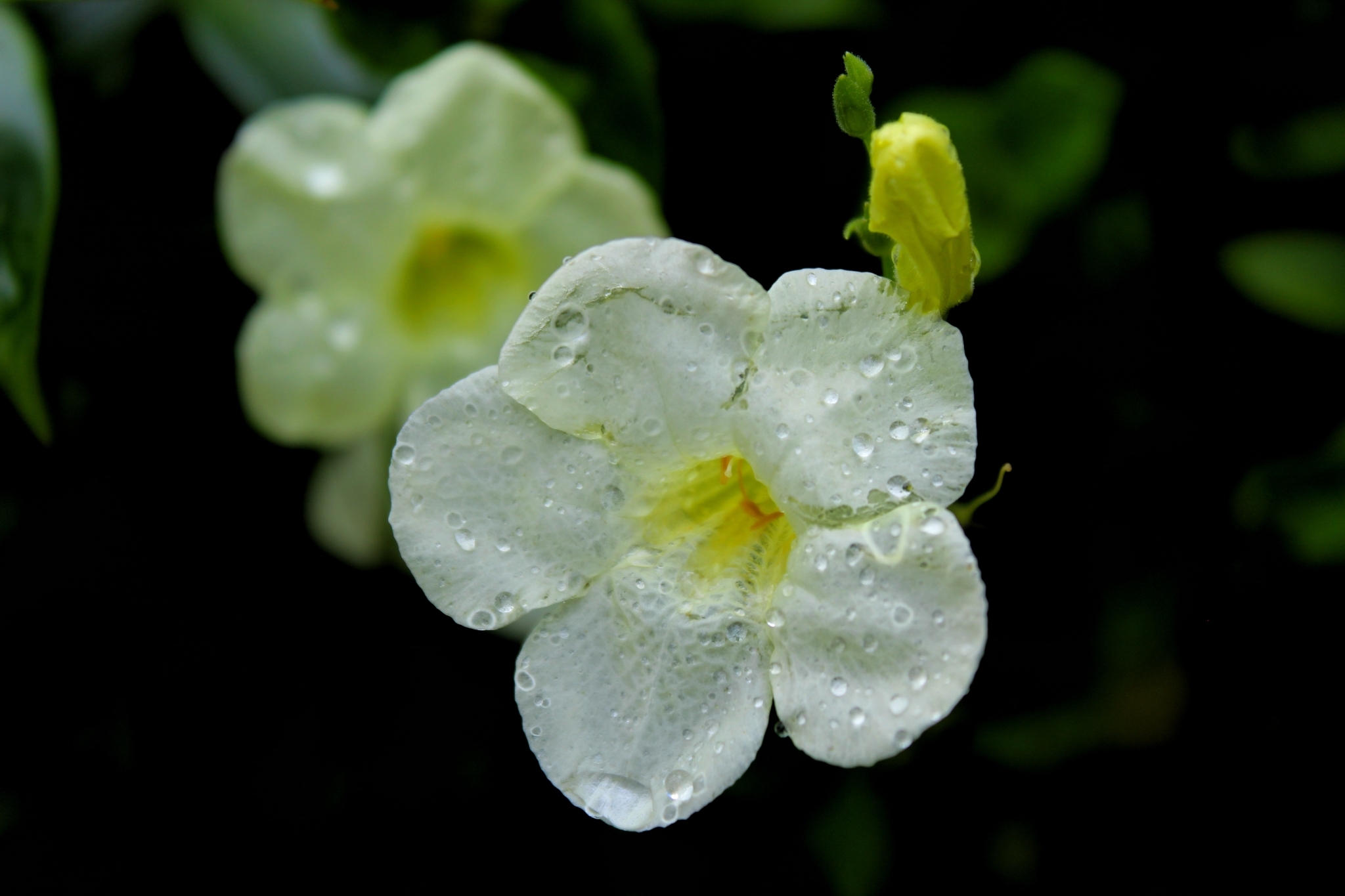 Asystasia gangetica