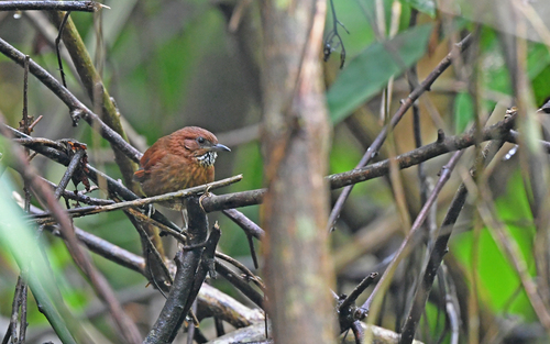 Stripe-breasted Spinetail (Synallaxis cinnamomea)