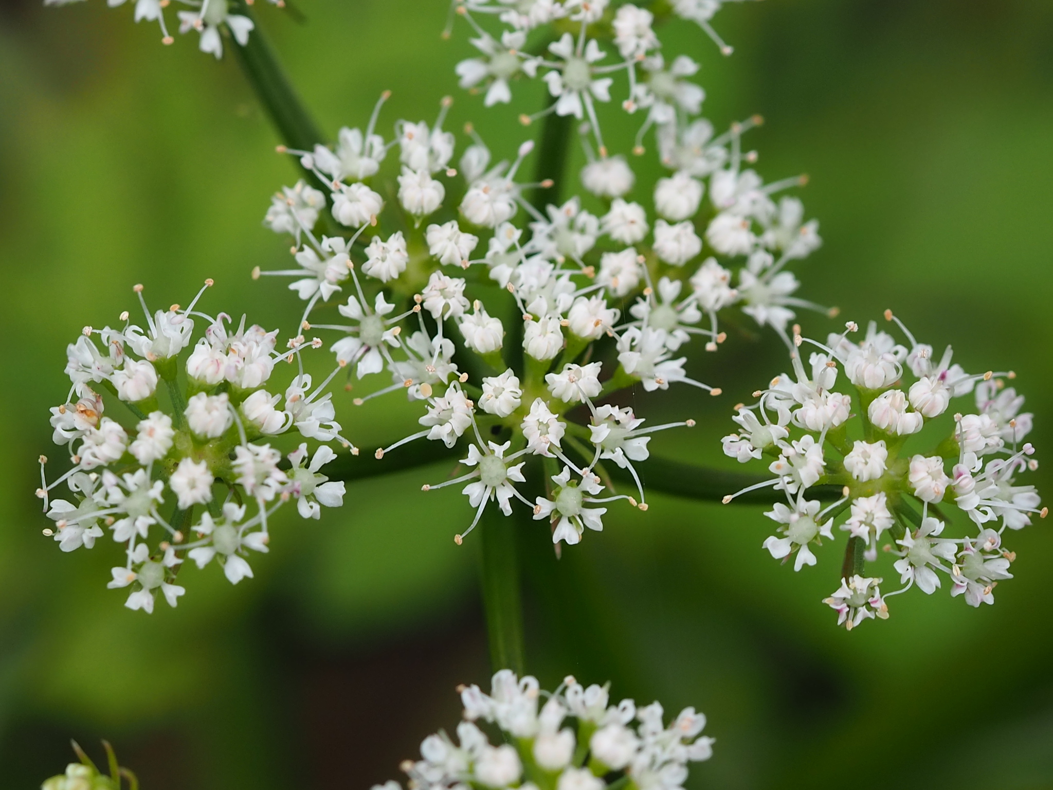 Oenanthe javanica