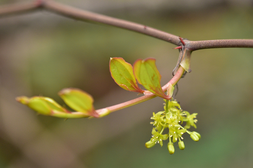 Smilax davidiana, 2023-03-26