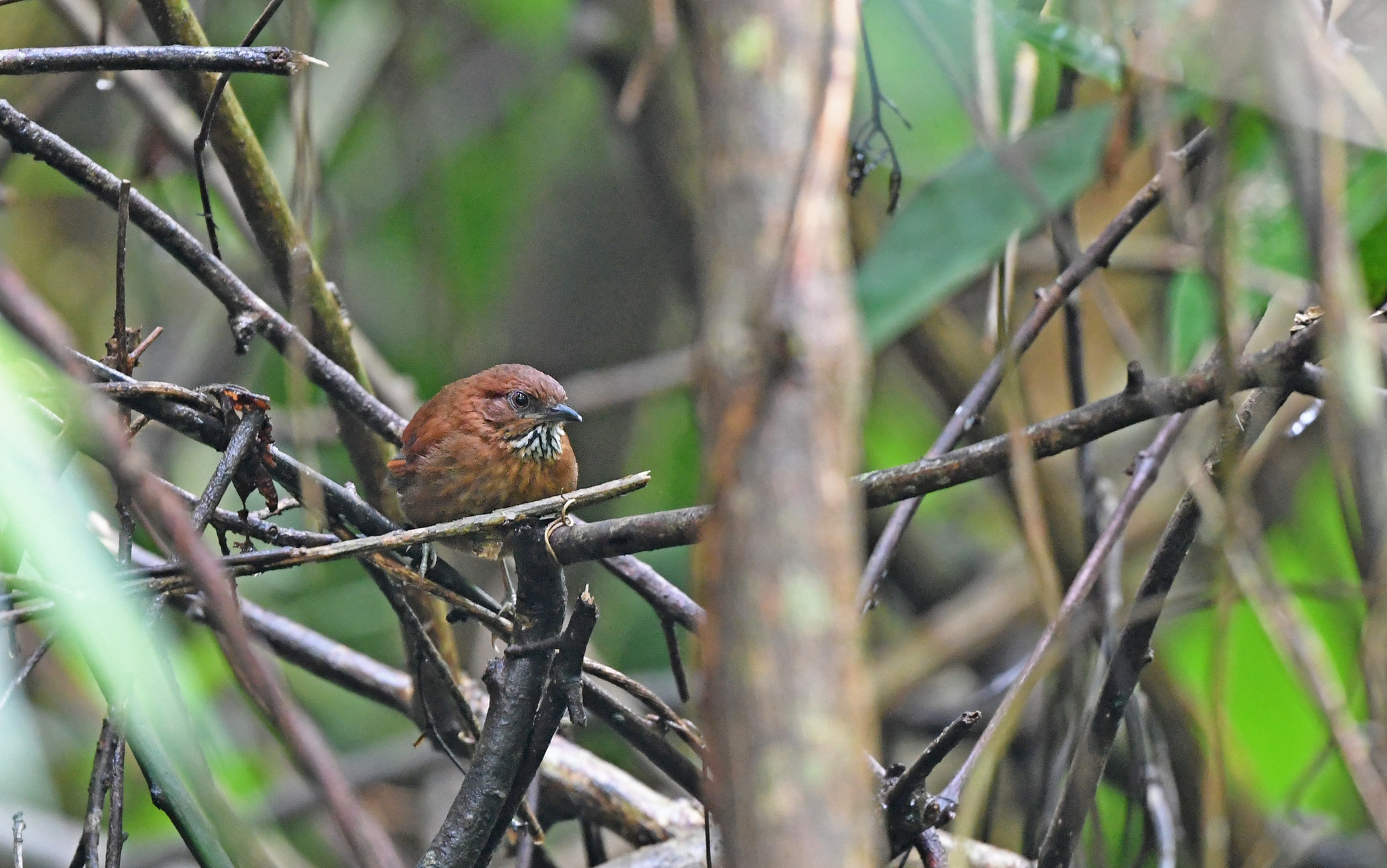 Stripe-breasted Spinetail (Synallaxis cinnamomea), photo 2
