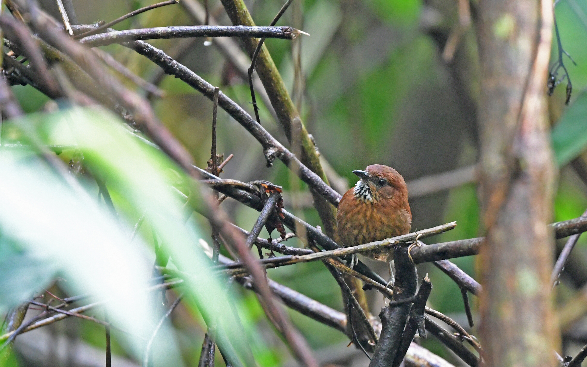 Stripe-breasted Spinetail (Synallaxis cinnamomea), photo 3