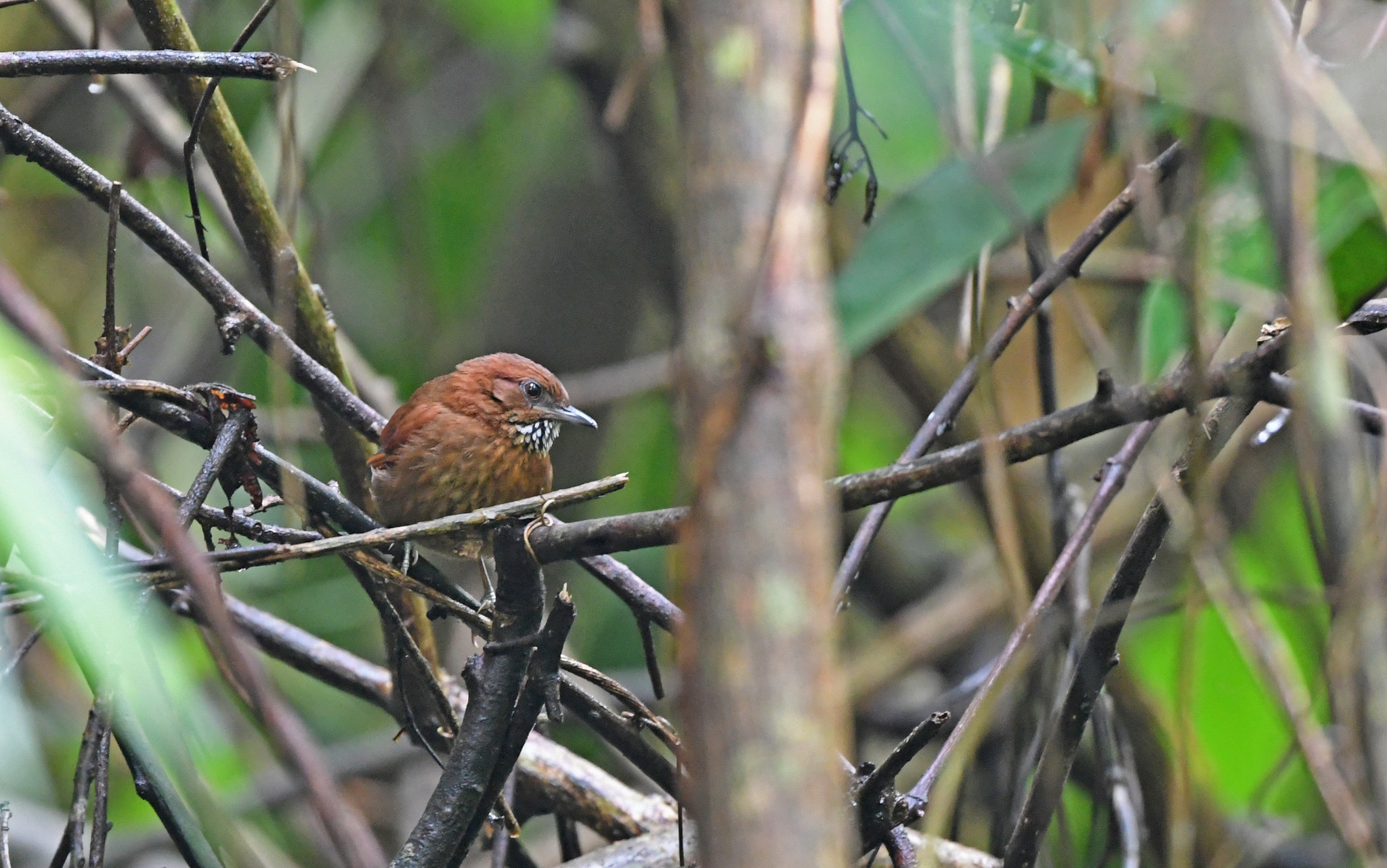 Stripe-breasted Spinetail (Synallaxis cinnamomea), photo 4