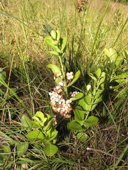 Gymnosporia markwardii